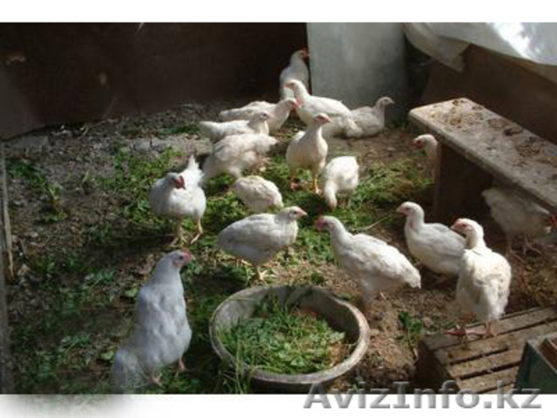 Продам хороший дом в г.Абае  - Изображение #3, Объявление #1570556