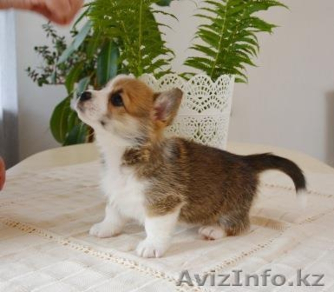 Вельш Корги Пемброк щенки питомник «Nivas Joy»  - Изображение #7, Объявление #1582538