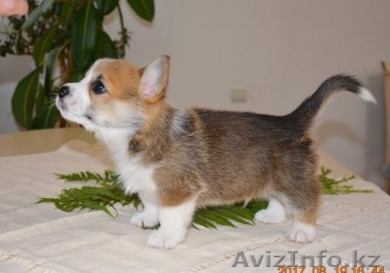 Вельш Корги Пемброк щенки питомник «Nivas Joy»  - Изображение #1, Объявление #1582538
