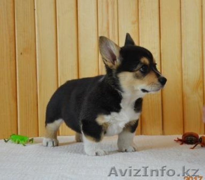 Вельш Корги Пемброк щенки питомник «Nivas Joy»  - Изображение #5, Объявление #1582538