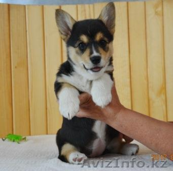 Вельш Корги Пемброк щенки питомник «Nivas Joy»  - Изображение #4, Объявление #1582538