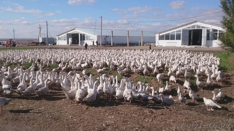 Мясо гуся и утки в Казахстане - Изображение #2, Объявление #1593707