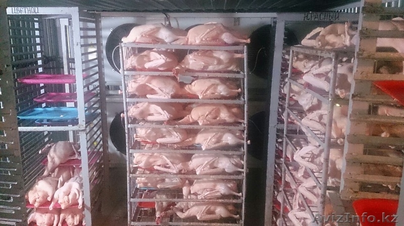 Мясо гуся и утки в Казахстане - Изображение #3, Объявление #1593707