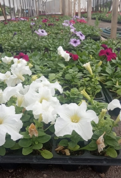 Петунья Ампельная Голландская (сурфиния) - Изображение #3, Объявление #1658936