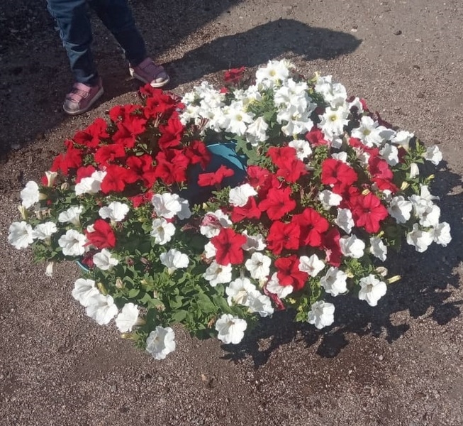 Петунья Ампельная Голландская (сурфиния) - Изображение #2, Объявление #1658936