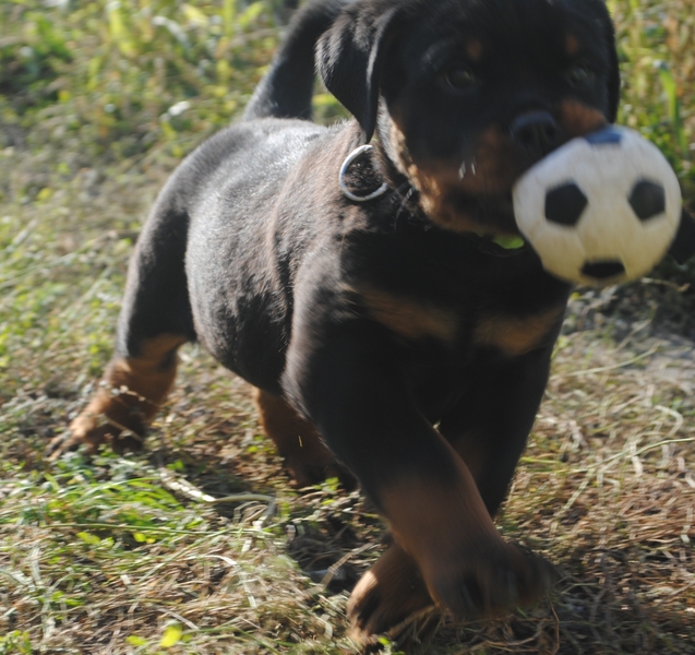 Питомниковые щенки ротвейлера - Изображение #2, Объявление #1693735
