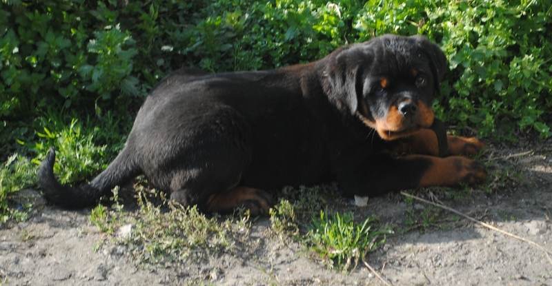 Питомниковые щенки ротвейлера - Изображение #1, Объявление #1693735