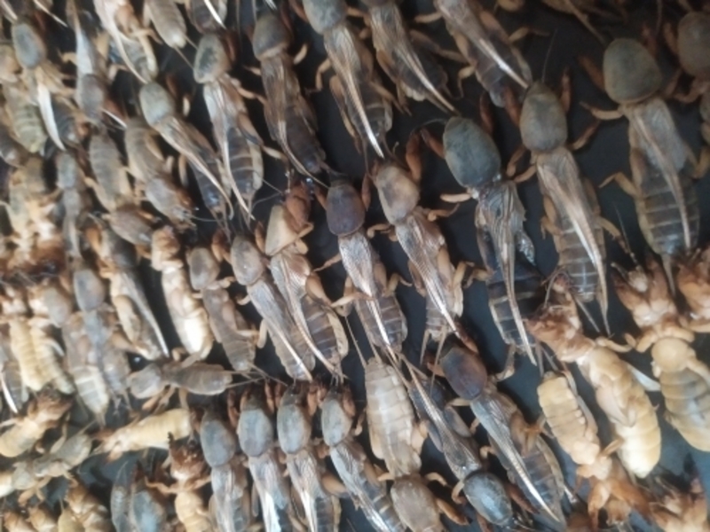 медведки двух видов для лечения туберкулеза - Изображение #2, Объявление #1336344