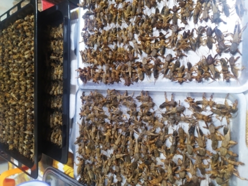 медведки двух видов для лечения туберкулеза - Изображение #3, Объявление #1336344