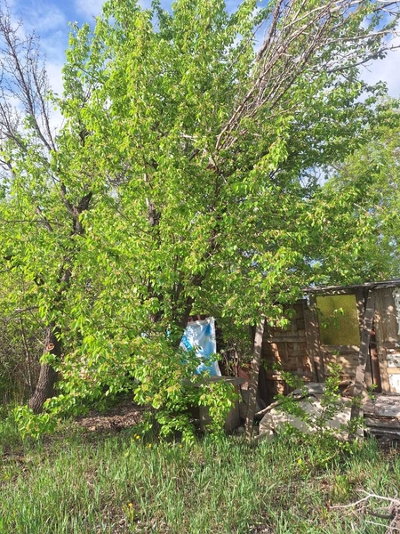 продаю дачу р-он Сабурханской ЦОФ - Изображение #4, Объявление #1748907